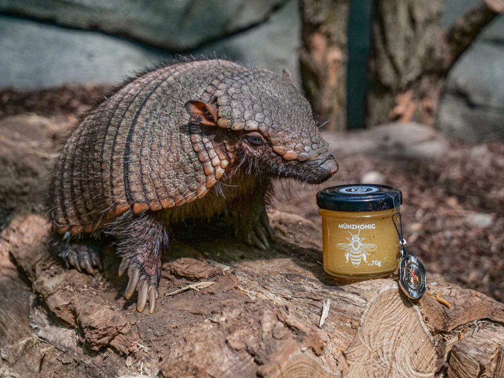 Armadillo das in freier Natur neben einem Honigglas steht